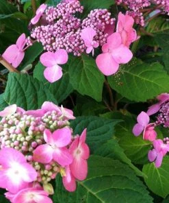 Garden Goods Direct Endless Summer® Twist-n-Shout® Hydrangea