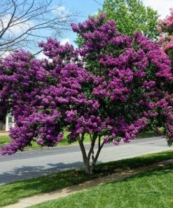 Garden Goods Direct First Editions® Twilight Magic™ Crape Myrtle Trees