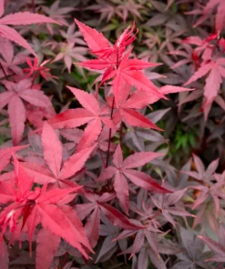 Garden Goods Direct Twombly's Red Sentinel Japanese Maple