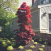 Garden Goods Direct Twombly's Red Sentinel Japanese Maple