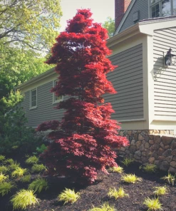 Garden Goods Direct Twombly's Red Sentinel Japanese Maple