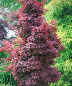 Garden Goods Direct Twombly's Red Sentinel Japanese Maple