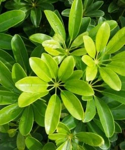 Garden Goods Direct Schefflera Arboricola