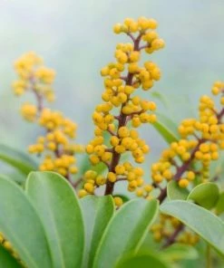 Garden Goods Direct Schefflera Arboricola