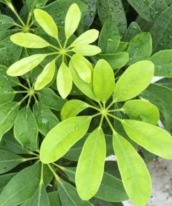 Garden Goods Direct Schefflera Arboricola