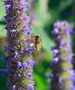 Garden Goods Direct Perennials Agastache Blue Fortune