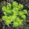 Garden Goods Direct Perennials Euphorbia Robbiae