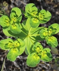 Garden Goods Direct Perennials Euphorbia Robbiae