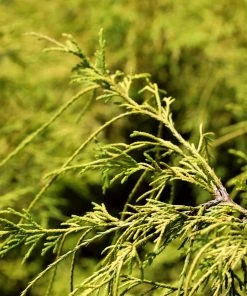 Garden Goods Direct Gold Mop Cypress