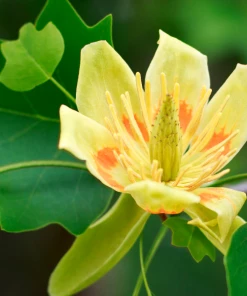 Garden Goods Direct Tulip Poplar Trees