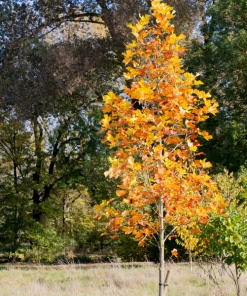 Garden Goods Direct Tulip Poplar Trees