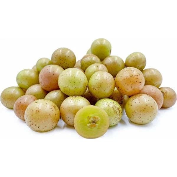 Garden Goods Direct Scuppernong Grape Vines 4 Garden Goods Direct Scuppernong Grape Vines