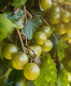 Garden Goods Direct Scuppernong Grape Vines 6 Garden Goods Direct Scuppernong Grape Vines