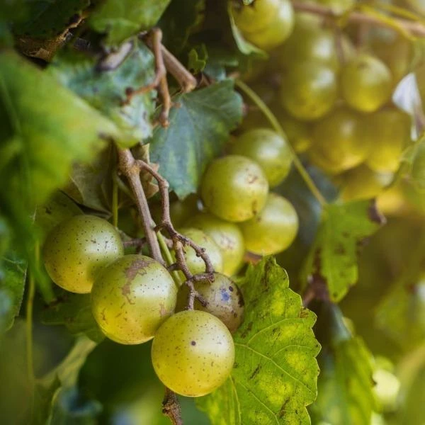 Garden Goods Direct Scuppernong Grape Vines 3 Garden Goods Direct Scuppernong Grape Vines