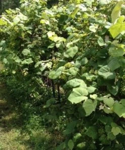 Garden Goods Direct Scuppernong Grape Vines