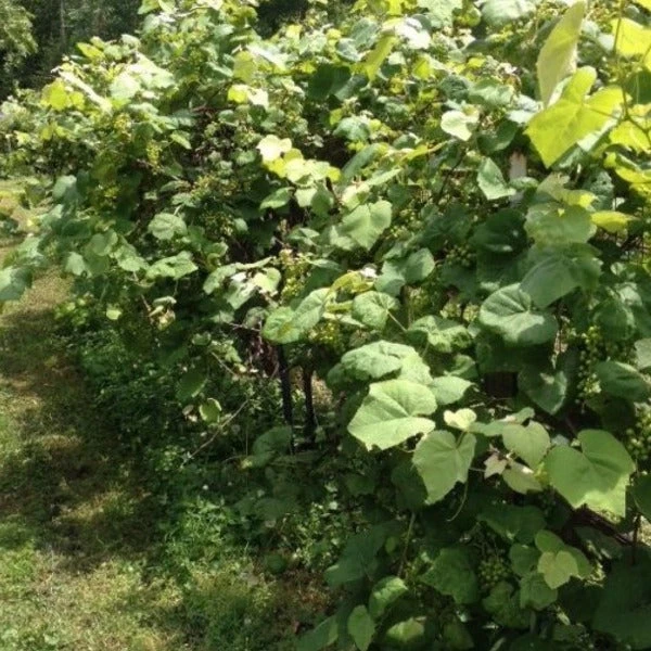Garden Goods Direct Scuppernong Grape Vines 2 Garden Goods Direct Scuppernong Grape Vines