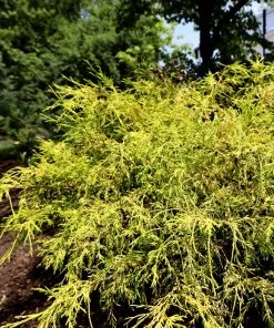 Garden Goods Direct Gold Mop Cypress