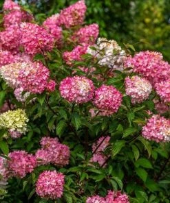 Garden Goods Direct Shrubs First Editions® Vanilla Strawberry™ Hydrangea