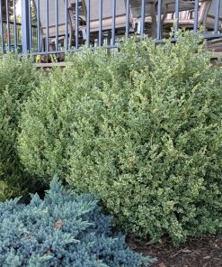 Garden Goods Direct Variegated Boxwood