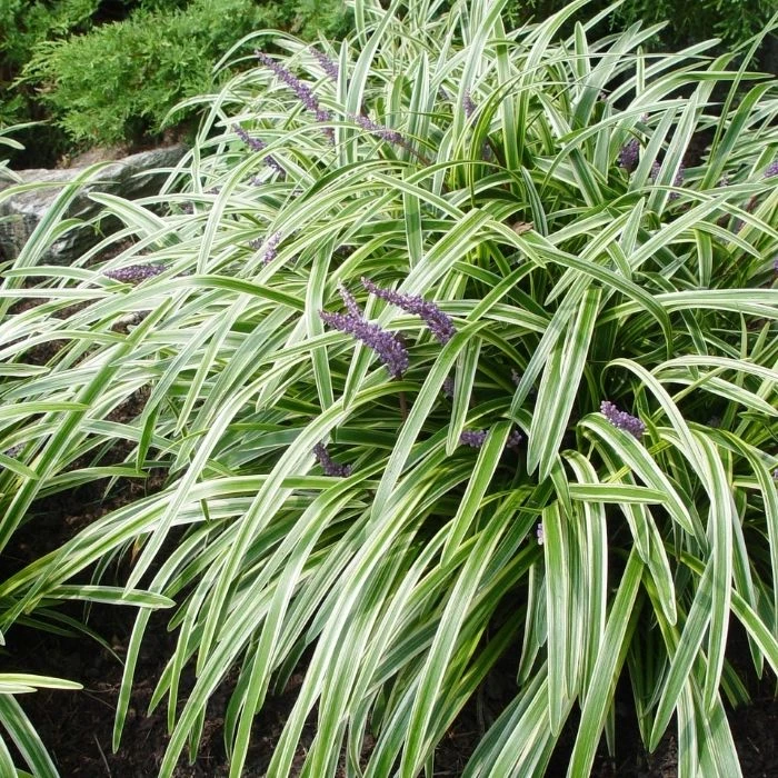 Garden Goods Direct Perennials Variegated Liriope 3 Garden Goods Direct Perennials Variegated Liriope