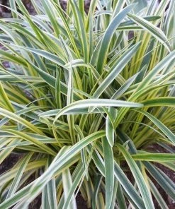 Garden Goods Direct Perennials Variegated Liriope 7 Garden Goods Direct Perennials Variegated Liriope