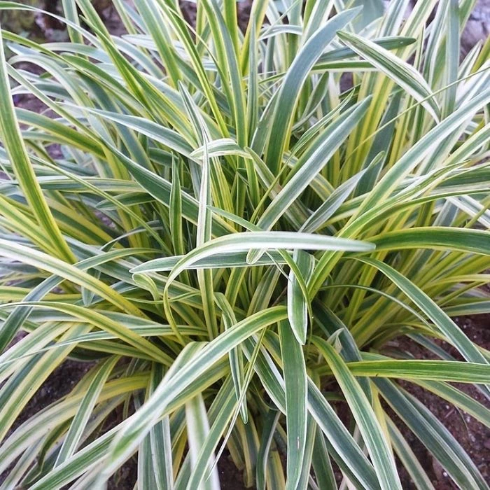 Garden Goods Direct Perennials Variegated Liriope 4 Garden Goods Direct Perennials Variegated Liriope
