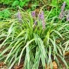 Garden Goods Direct Perennials Variegated Liriope