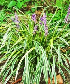 Garden Goods Direct Perennials Variegated Liriope