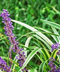 Garden Goods Direct Perennials Variegated Liriope