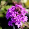Garden Goods Direct Verbena Homestead Purple Perennials