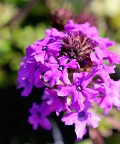 Garden Goods Direct Verbena Homestead Purple Perennials