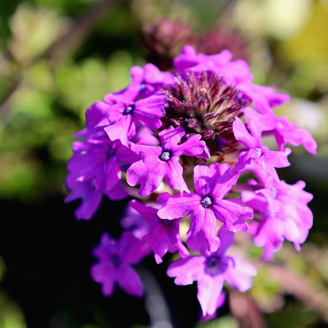 Garden Goods Direct Verbena Homestead Purple Perennials 1 Garden Goods Direct Verbena Homestead Purple Perennials