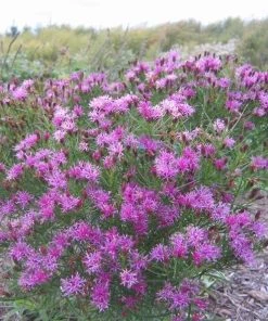 Garden Goods Direct Perennials Vernonia Iron Butterfly