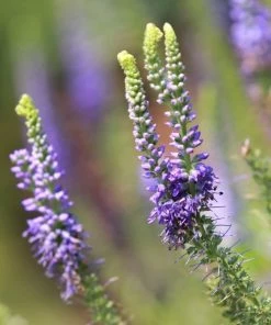 Garden Goods Direct Veronica Royal Candles Perennials