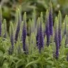 Garden Goods Direct Veronica Royal Candles Perennials