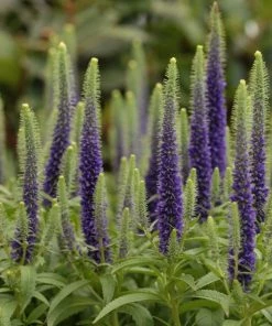 Garden Goods Direct Veronica Royal Candles Perennials