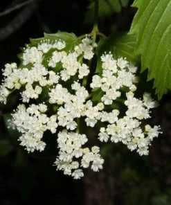 Garden Goods Direct Arrowood Viburnum Shrubs