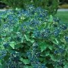 Garden Goods Direct Proven Winners® Color Choice® Blue Muffin® Viburnum Shrubs