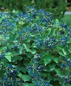 Garden Goods Direct Proven Winners® Color Choice® Blue Muffin® Viburnum Shrubs