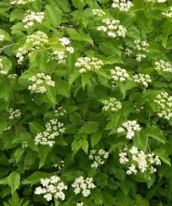 Garden Goods Direct Arrowood Viburnum Shrubs