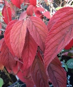 Garden Goods Direct Shasta Viburnum Shrubs