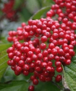 Garden Goods Direct Shrubs Proven Winners® Color Choice® Cardinal Candy® Viburnum