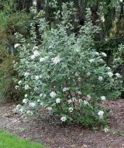 Garden Goods Direct Viburnum Burkwoodii