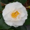 Garden Goods Direct Shrubs Victory White Camellia