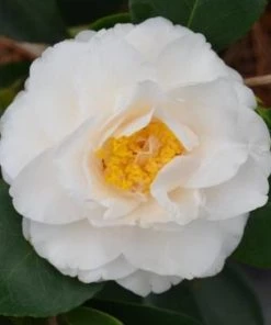 Garden Goods Direct Shrubs Victory White Camellia