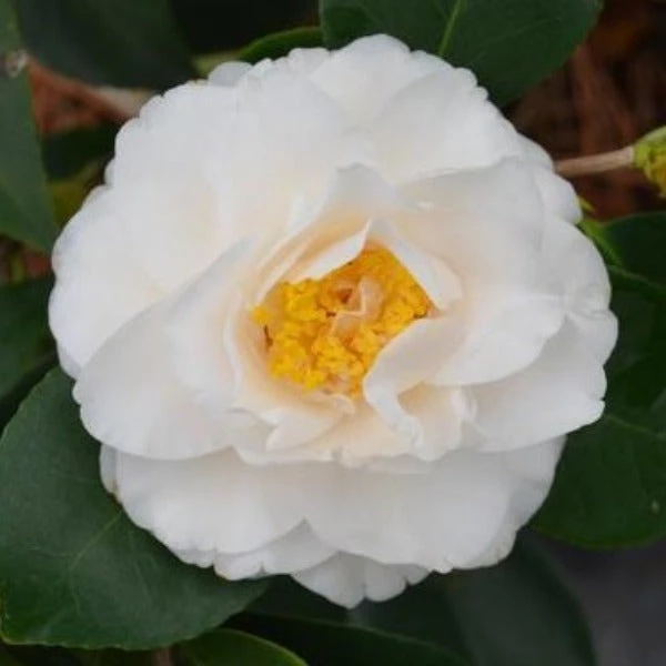Garden Goods Direct Shrubs Victory White Camellia 1 Garden Goods Direct Shrubs Victory White Camellia