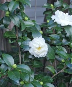 Garden Goods Direct Shrubs Victory White Camellia