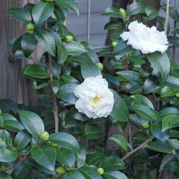 Garden Goods Direct Shrubs Victory White Camellia 2 Garden Goods Direct Shrubs Victory White Camellia