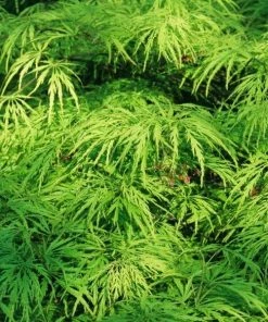 Garden Goods Direct Viridis Japanese Maple 6 Garden Goods Direct Viridis Japanese Maple