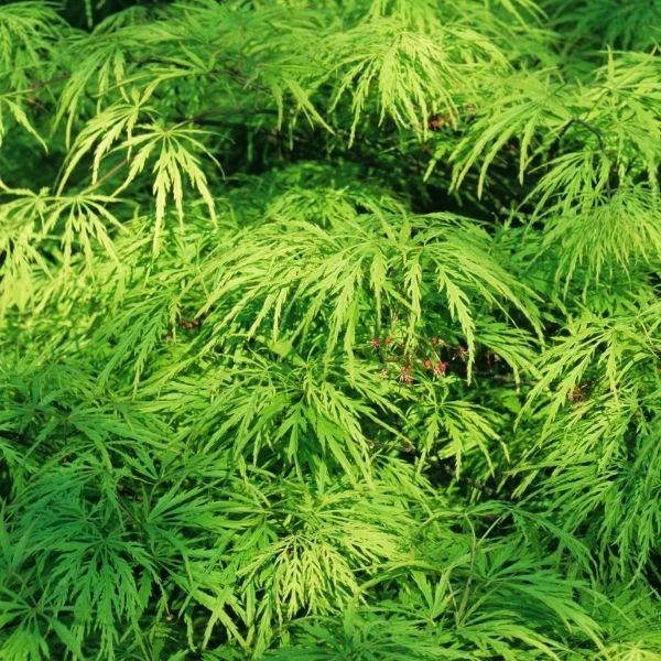 Garden Goods Direct Viridis Japanese Maple 3 Garden Goods Direct Viridis Japanese Maple